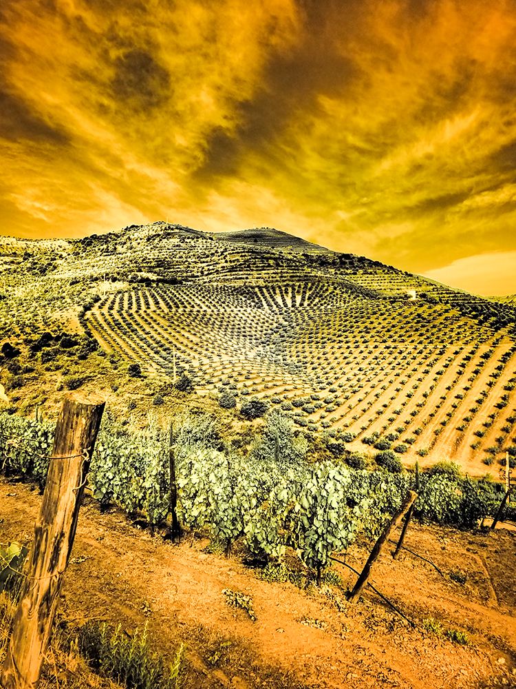 Portugal-Douro Valley-Vineyards and Olive Groves